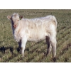 Image 6 : Beck Farms - 585# November Heifer Calves - 70 Head (Lang, SK)