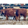 Image 12 : Blue Moon Cattle Co. - 800# March Delivery Weaned Heifers - 60 Head (Irricana, AB)