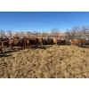 Image 5 : Elkwater Farming Co. - 890# March Delivery Heifers - 128 Head (Elkwater, AB)