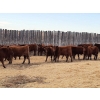Image 3 : Sierra Colony Farms Ltd. - 750# January Delivery Weaned Steers - 78 Head (Eastend, SK)