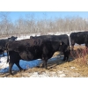 Image 3 : Double X Management - 34 8th - 10th Calvers (Langruth, MB)