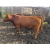 Image 14 : Regehr Land & Cattle - 1050# September Delivery Grass Steers - 59 Head (Winfield, AB)
