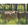 Image 3 : Midpoint Farms - 700# February Delivery Weaned Steers - 180 Head (Drayton Valley, AB)
