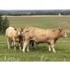 Image 2 : Tristan Jones - 1100# September Delivery Grass Steers - 30 Head (Ponoka, AB)