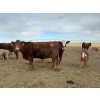 Image 6 : South Ridge Simmentals - 20 RBF/RWF 1st Calf Pairs (Picture Butte, AB)