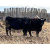 Image 6 : Cameron Smith - 33 Summer Calving Bred Cows (Blackfalds, AB)
