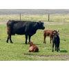 Image 7 : Diamond I Farms - 24 Simm/Angus X Cow/Calf Pairs (Irricana, AB)