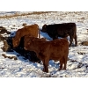 Image 9 : CL Ranches Ltd. - 525# December Weaned Steers - 80 Head (Cochrane, AB) VBP+