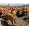 Image 2 : Amber Mountain Farms - 710# May Delivery Heifers - 80 Head (Vauxhall, AB)