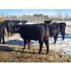 Image 16 : Loch Lomond Livestock Ltd. - 725# March Delivery Steers - 45 Head (Eyebrow, SK)