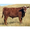 Image 3 : Paul & Krysten Gravelle - 560# October Delivery Steer Calves - 105 Head (Ceylon, SK)