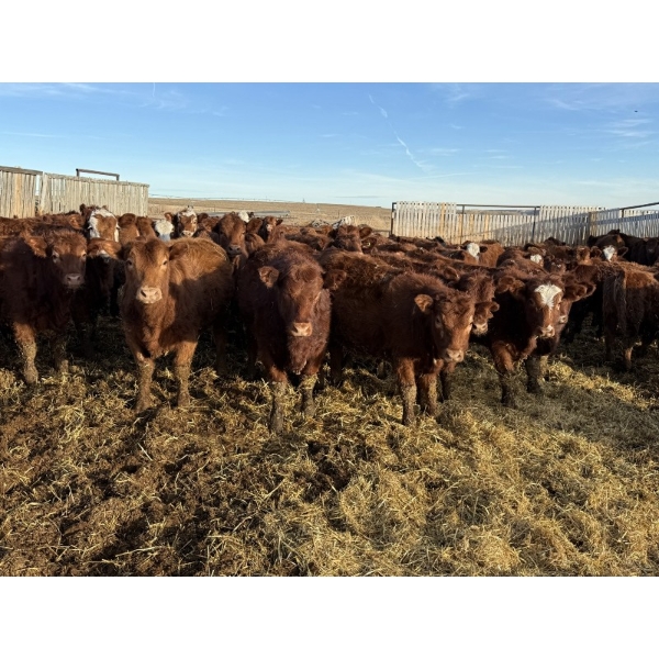 South Ridge Simmentals - 680# Jan/Feb Delivery Heifers - 90 Head (Monarch, AB)