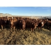 Image 1 : South Ridge Simmentals - 680# Jan/Feb Delivery Heifers - 90 Head (Monarch, AB)