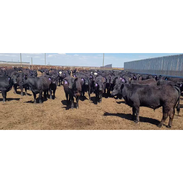 Cattlewood Farms Ltd. - 690# May Delivery Steers - 117 Head (Stirling, AB)
