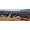 Image 1 : Cattlewood Farms Ltd. - 690# May Delivery Steers - 117 Head (Stirling, AB)