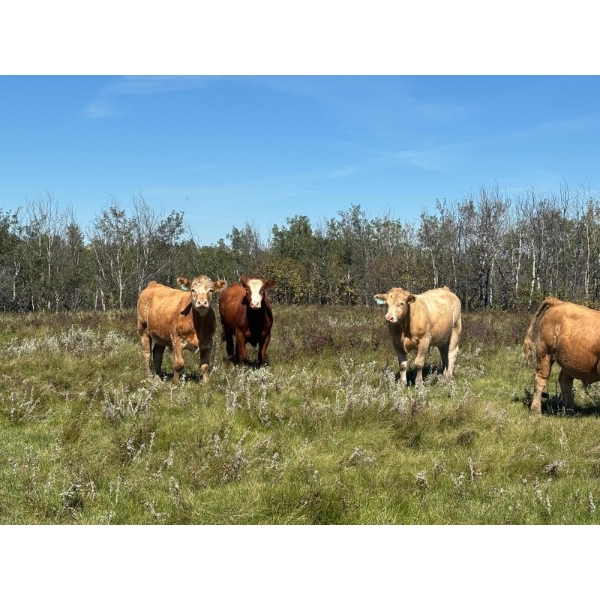 Ian & Heather Marr - 1075# August Delivery Grass Steers - 114 Head (Marwayne, AB)