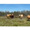 Image 1 : Ian & Heather Marr - 1075# August Delivery Grass Steers - 114 Head (Marwayne, AB)