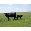 Image 12 : Circus Coulee Cattle - 550# November Delivery Steer Calves - 100 Head (Dorothy, AB)