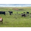 Image 8 : Dot Bar Dot Ranch - 575# November Delivery Steer Calves - 100 Head (Fox Valley, SK)