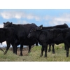Image 6 : Tri Star Cattle - 580# October Delivery Steer Calves - 55 Head (Halkirk, AB)