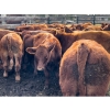 Bob & Donna, Nikita Leavitt - 600# October Delivery Steer Calves - 50 Head (Kamloops, BC) VBP+