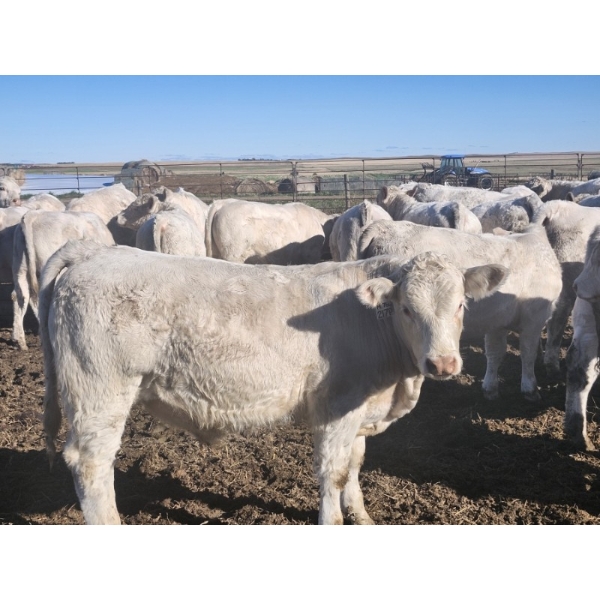 Cedarlea Farms - 770# November Delivery Weaned Steers - 72 Head (Hodgeville, SK) VBP+