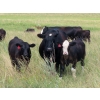 Image 5 : Pleasant Vista Farms - 675# October Delivery Steer Calves - 90 Head (Peebles, SK)