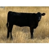 Image 4 : Wayne Rathe - 540# October Delivery Heifer Calves - 70 Head (Medicine Hat, AB)