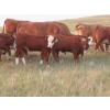 Image 10 : Storle Farms Ltd. - 570# October Delivery Heifer Calves - 45 Head (Lake Alma, SK)