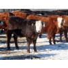 Image 8 : Bezan Cattle Corporation - 725# April/May Delivery Steers - 80 Head (Midale, SK)