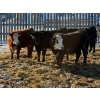 Image 2 : Brush Hills Ranch - 735# February Delivery Steers - 67 Head (Bentley, AB)