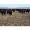 Image 7 : Ripple Rock Ranch - 750# March Delivery Steers - 290 Head (Fincastle, AB)
