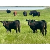Image 2 : Schunicht Farms - 700# Dec/Jan Delivery Weaned Steers - 80 Head (Strathmore, AB)