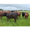 Image 4 : Tyton Farms Ltd. - 850# September Delivery Grass Heifers -73 Head (Birtle, MB) VBP+