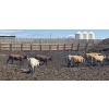 Image 4 : Cattlewood Farms Ltd. - 760# June Delivery Heifers - 35 Head (Swalwell, AB)