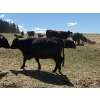 Image 7 : Kingsclere Ranch - 40 Angus X Mature Pairs (Parson, BC)