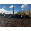 Image 9 : Chris Bartel - 975# Nov/Dec Delivery Heifers - 65 Head (Fort Vermilion, AB)