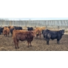 Image 5 : South Island Farms - 900# March Delivery Steers - 135 Head (Bow Island, AB)