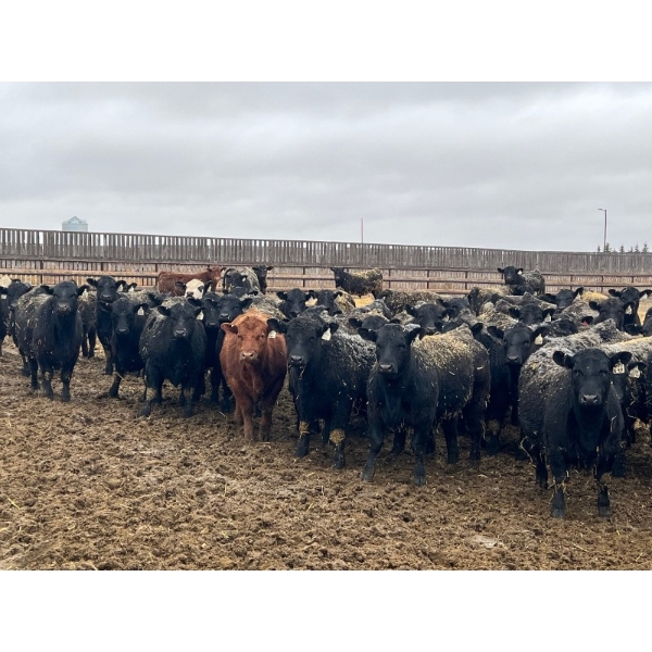 Lost River Farming - 1000# April Delivery Steers - 305 Head (Allan, SK) VBP+