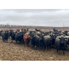Image 1 : Lost River Farming - 1000# April Delivery Steers - 305 Head (Allan, SK) VBP+
