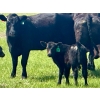 Image 9 : Schunicht Farms - 680# Dec/Jan Delivery Weaned Heifers - 85 Head (Strathmore, AB)