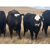 Image 2 : One Mile Ranch - 6 BBF Angus X Spring Calving Bred Heifers (Cowley, AB)
