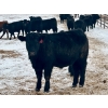 Image 6 : Sturgeon River Ranch - 800# March Delivery Steers - 200 Head (Rockyford, AB)