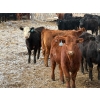 Image 6 : Ron Holmes - 677# March Delivery Heifers - 41 Head (Cochrane, AB)