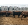 Image 11 : Chipping Hill Cattle Co. - 1025# September Yearling Steers - 60 Head (MacGregor, MB)