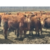 Image 8 : Greybanks Ranch - 870# April Delivery Steers - 110 Head (Three Hills, AB)