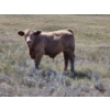 Image 14 : Johnston Ranches - 690# October Delivery Steer Calves - 80 Head (Cereal, AB)