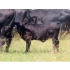 Image 9 : Calvin Rydzik - 525# November Delivery Heifer Calves - 110 Head (Glenavon, SK)