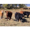 Image 2 : Forbes Bros. Ranching - 1050# October Delivery Grass Steers - 120 Head (Senlac, SK)