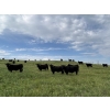 Image 5 : DJC Ranch - 1100# October Delivery Grass Steers - 900 Head (Meadow Lake, SK)